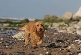 BASSET FAUVE DE BRETAGNE 066